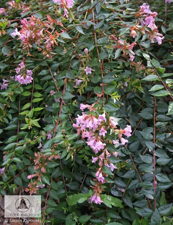 Plantes feuillues